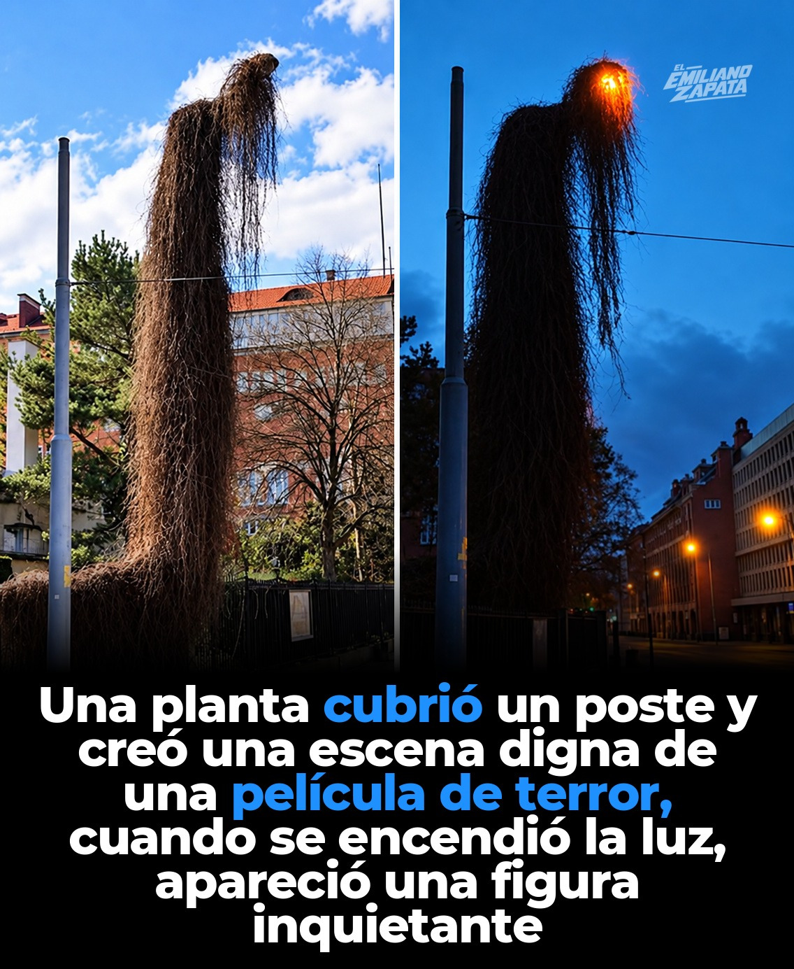 La farola "fantasma" de Polonia: una planta la convirtió en una figura humana