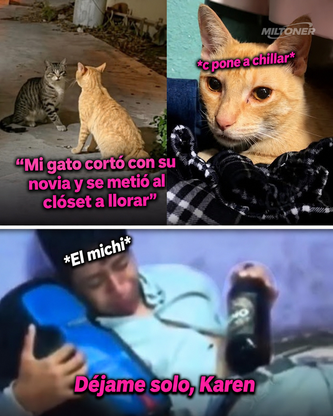No hay registro de un gato “terminado” por su novia: el video es un meme viral