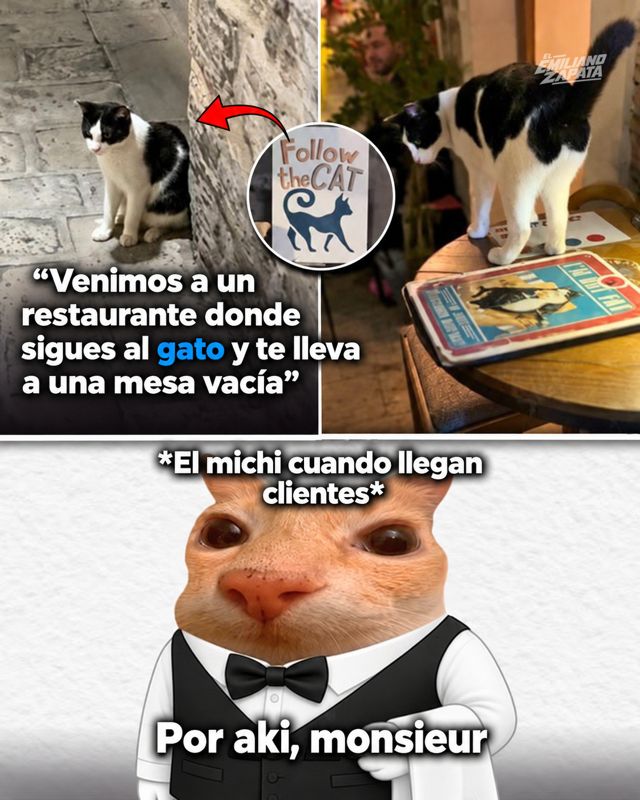 "Follow the cat": el michi anfitrión que lleva a los clientes a su mesa