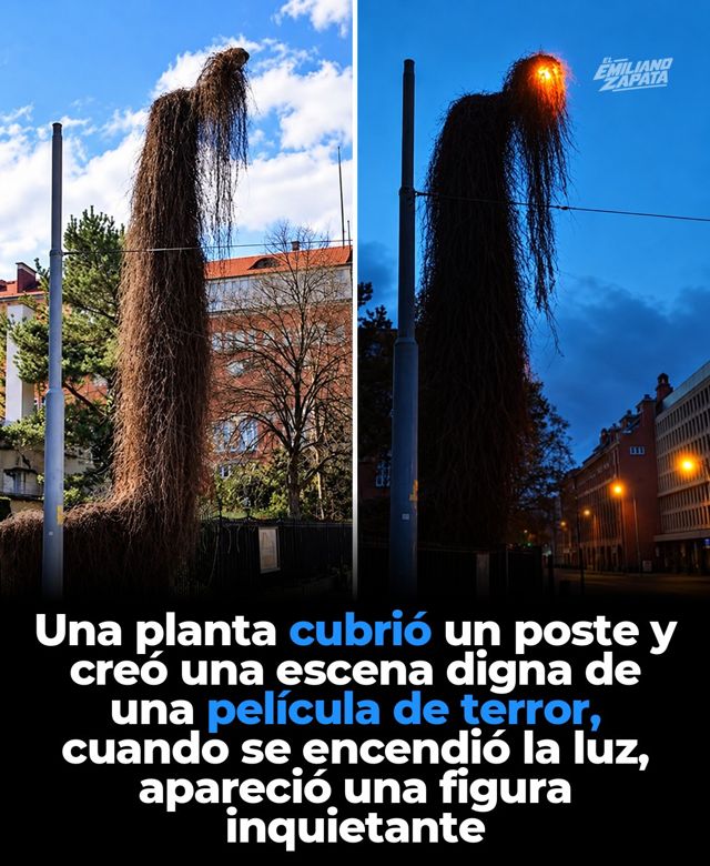 La farola "fantasma" de Polonia: una planta la convirtió en una figura humana