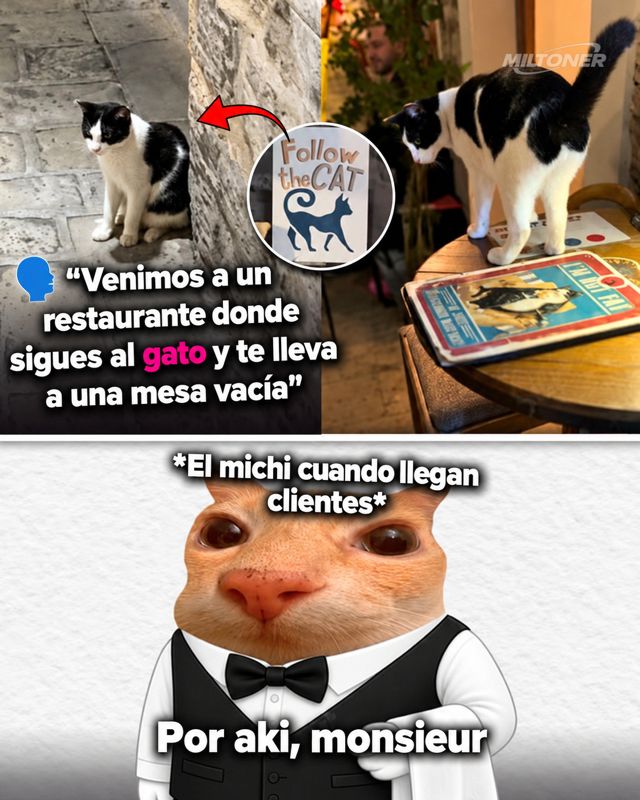 El gato de Budva que “guía” turistas al restaurante y se volvió viral