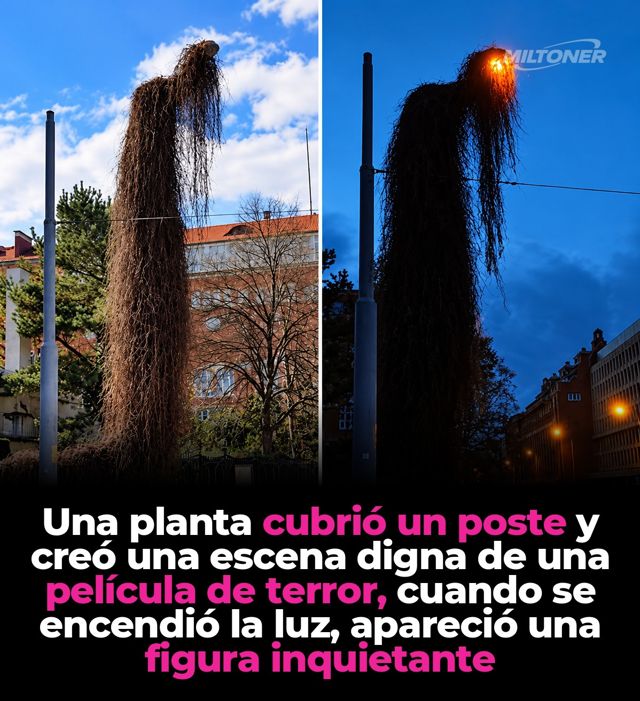 La “lataria fantasma” de Wrocław: la historia real detrás de la imagen viral