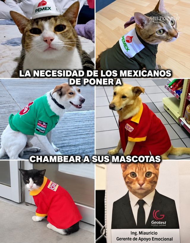 El michi del uniforme: la historia detrás del gato viral que “trabaja” en una empresa mexicana